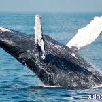 یک نهنگ بزرگ بیت کوین ، دارایی خود را با قیمت ۱۲۰۰۰ دلار فروخت