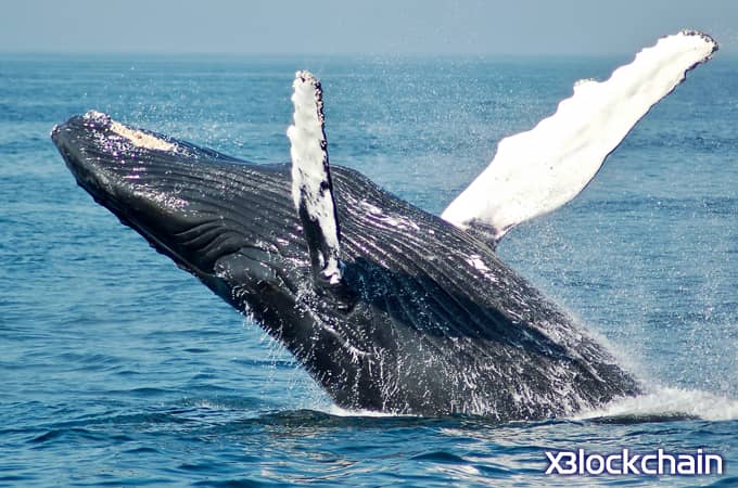 یک نهنگ بیت کوین بزرگ ، دارایی خود را با قیمت ۱۲۰۰۰ دلار فروخت