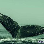 دستکاری قیمت بیت کوین توسط نهنگ‌ها تا چه حد حقیقت دارد؟