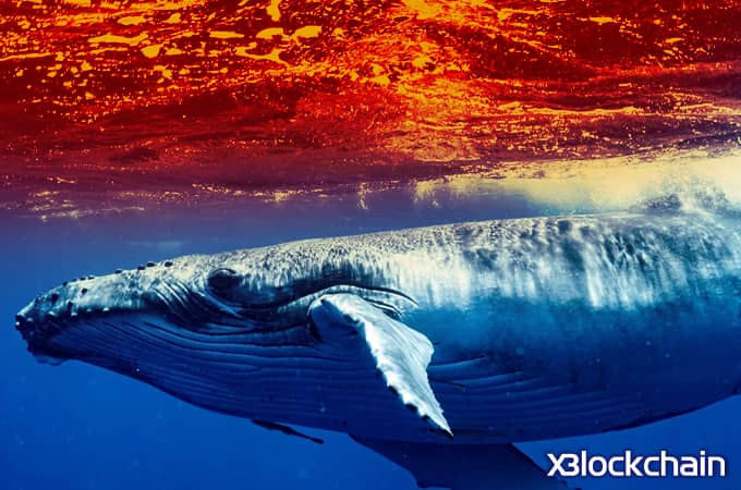 افزایش نوسانات بازار بیت کوین با ورود نهنگ ها