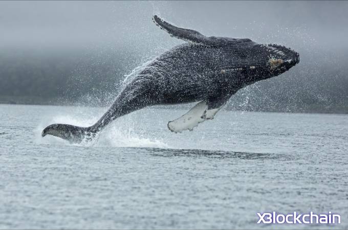 رمزارز لایت کوین شاهد موج شدیدی از تجمع و خرید نهنگ ها !